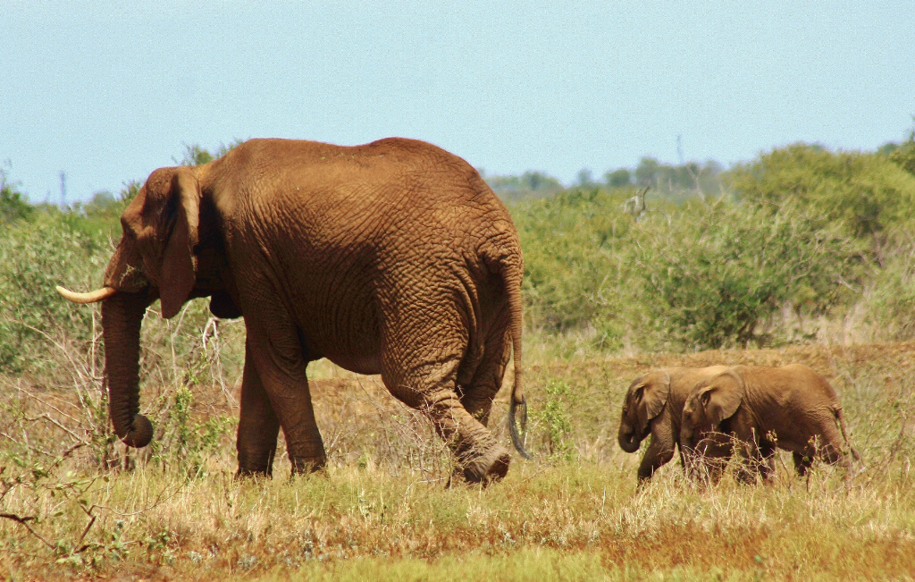 Update on rare Elephant twins born in Pongola Game Reserve, South Africa