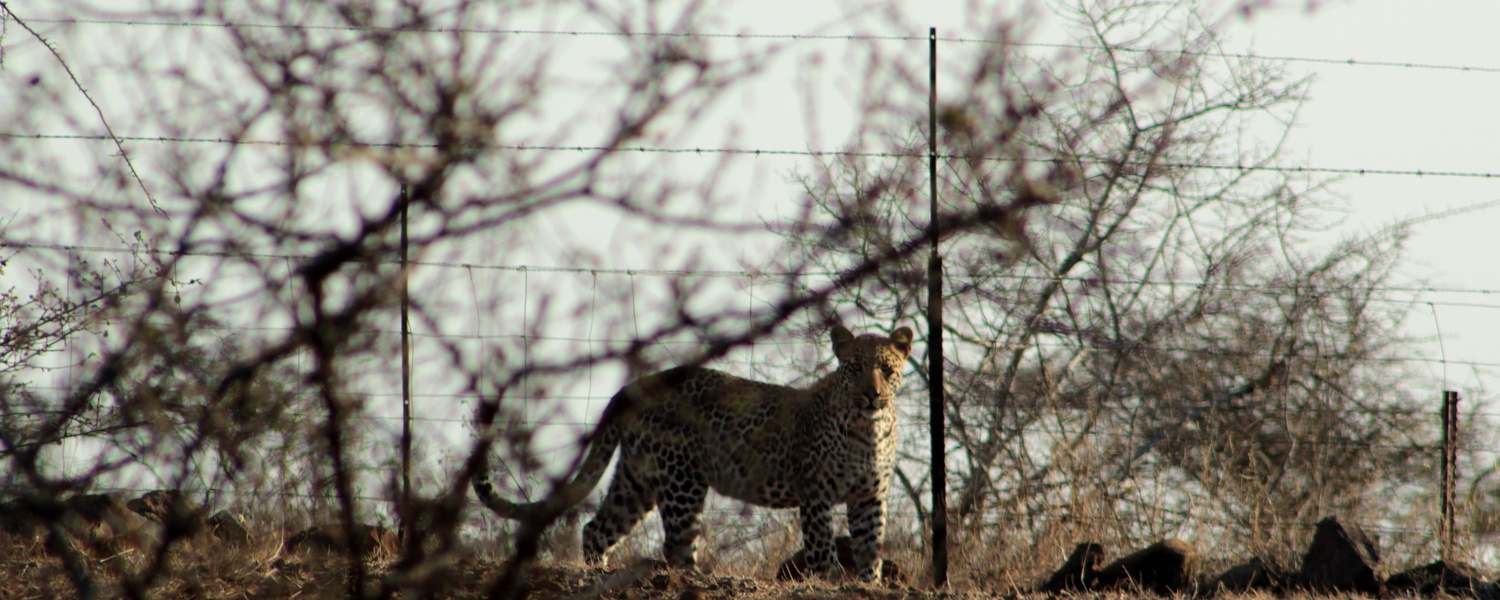 leopard in safari lodge camp