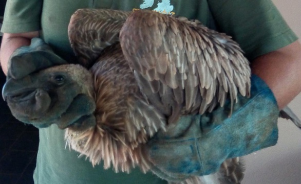 The injured vulture now safely at the Raptor Rescue Centre