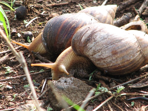 Bush snail