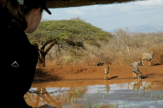Game viewing from hide
