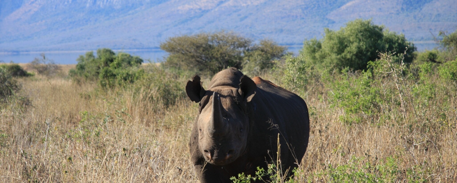black rhino, rhino tracking, black rhino range expansion project