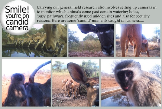 Funny camera trap images