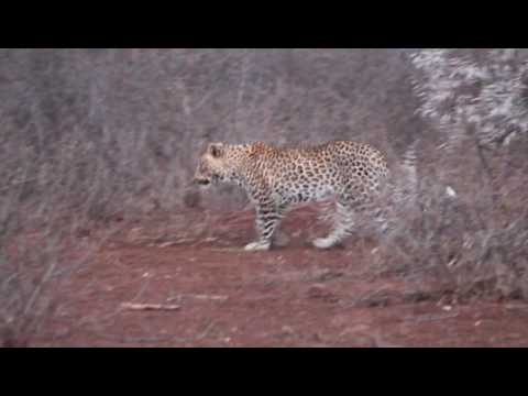 Short video of leopard individual that was spotted in camp