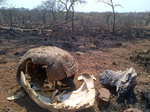 A good example why fires (controlled and uncontrolled) are bad for the bush and animals