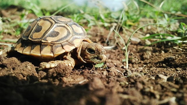 A baby tortoise